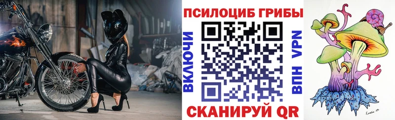 Купить закладки  Суздаль  Псилоцибиновые грибы MAGIC MUSHROOMS 